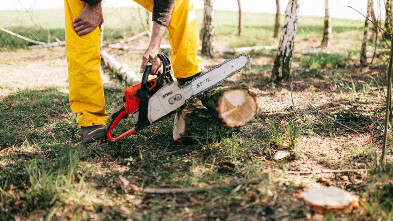 Best Tree Care Services  in USA